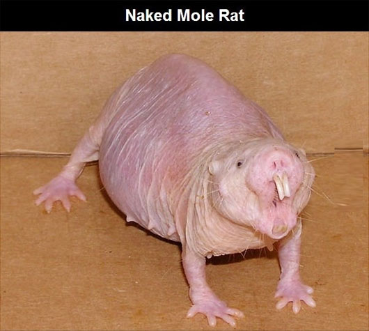 Những loài động vật kỳ lạ nhất trên thế giới