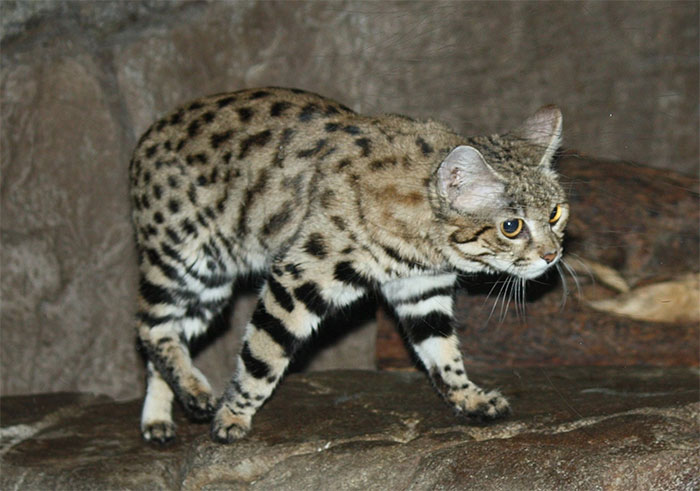 Mèo chân đen Felis nigripes.