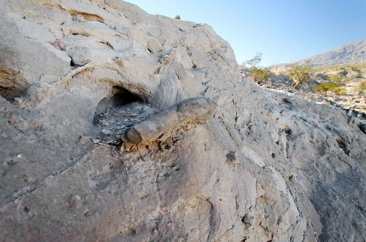 Loài cá này tự xây kén khi mùa khô đến.