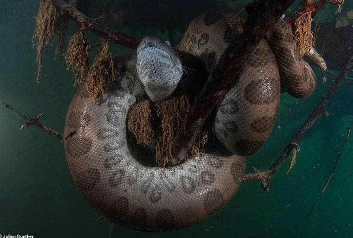 Con trăn cuộn mình dưới nước.