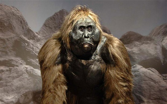 Người Yeren có một bộ lông màu da cam sẫm.