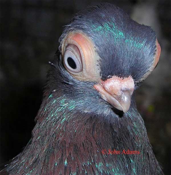 Bồ câu mắt bọ Budapest.