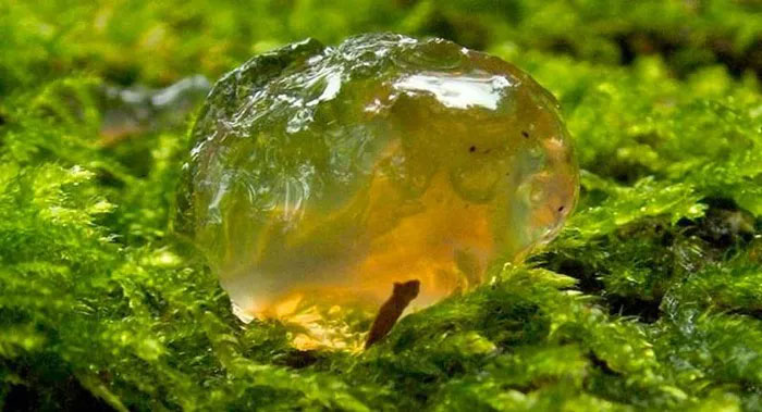 Không ai giải thích được thứ chất nhầy này là gì, chỉ biết nó mang tới dịch bệnh.