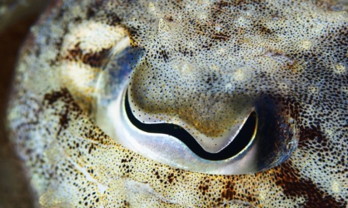 Mắt của mực nang