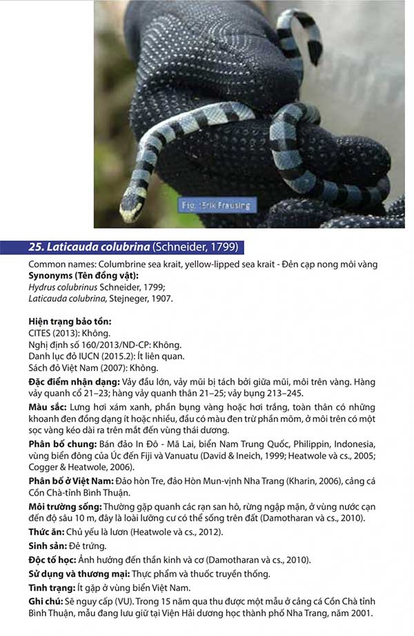 Thông tin về loài rắn biển mép vàng trong Báo cáo khảo sát về Rắn biển tại Việt Nam.