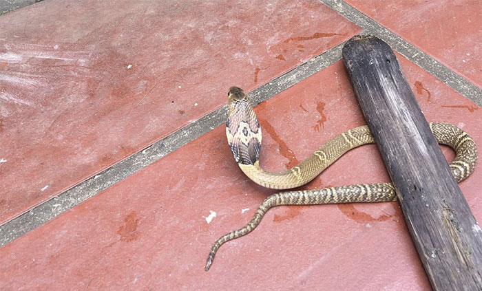 Rắn hổ bò vào nhà
