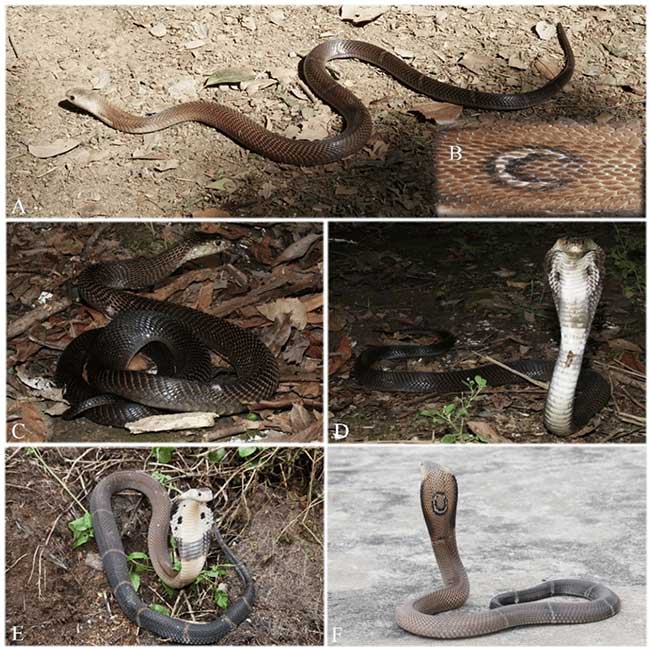 Rắn hổ mang Phục Hy