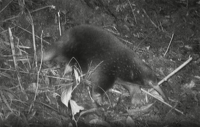 Thú lông nhím mỏ dài Attenborough đẻ trứng thay vì sinh con. 