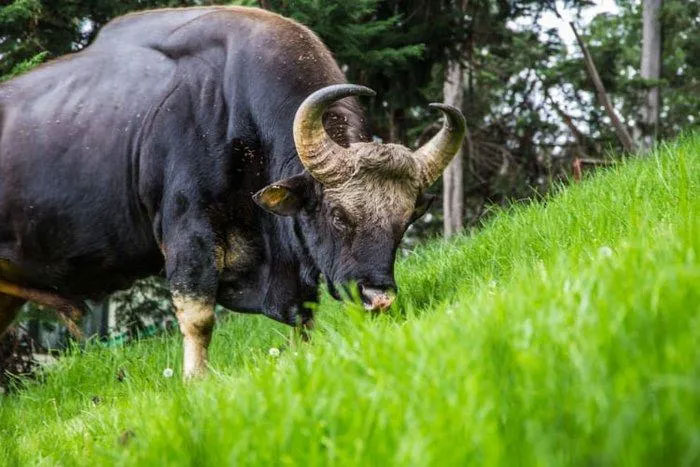 Nói chung, bò tót hoạt động mạnh nhất vào buổi sáng và buổi tối.