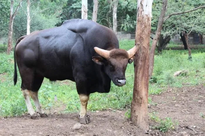 Một đàn bò tót thường có từ 8 đến 11 con