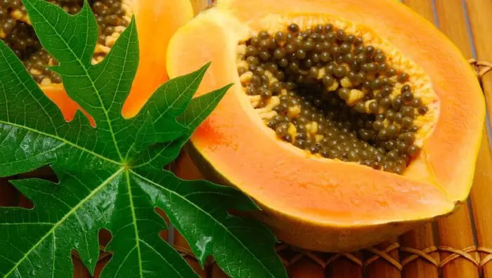 la-du-du Lá và hạt đu đủ đều có thể dùng để làm thuốc.