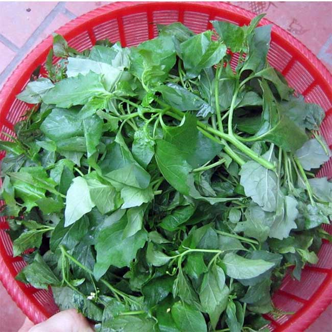 rau-tam-bop Rau tầm bóp chứa nhiều chất dinh dưỡng đa dạng.