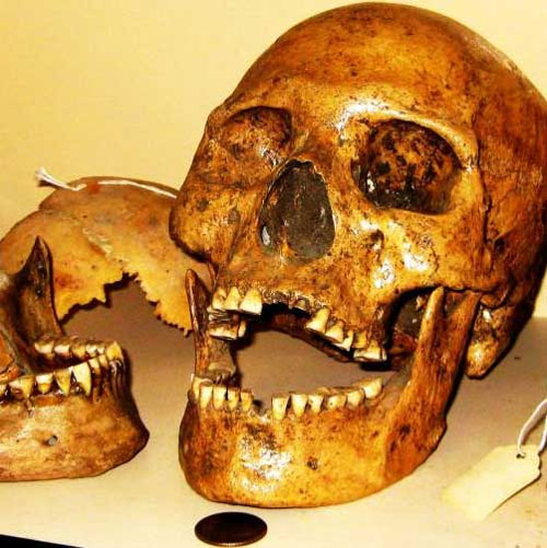 Đầu lâu người khổng lồ bên cạnh đầu lâu người thường ở Nhà bảo tàng Humboldt.