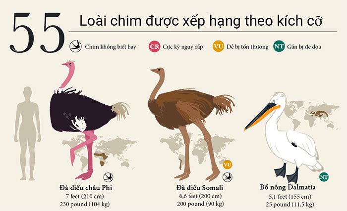 Phân loại kích cỡ các loài chim
