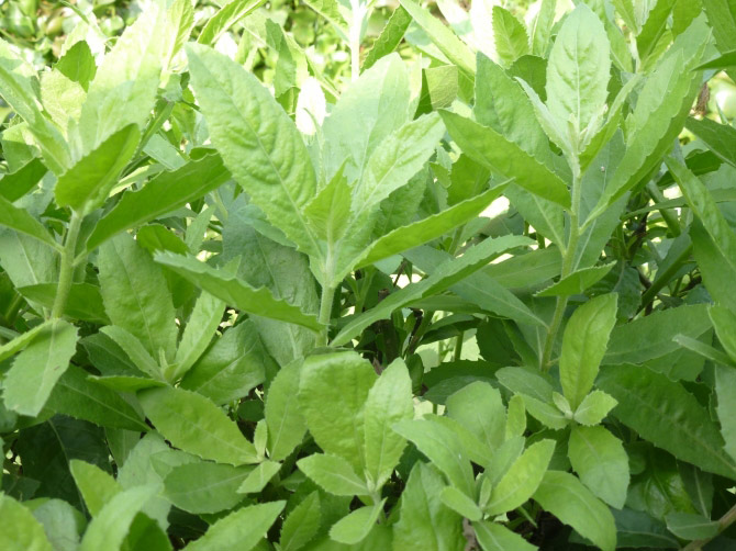 Cúc tần có tác dụng hạ nhiệt, giảm đau, được dùng chữa cảm mạo, sốt không ra mồ hôi, cơ thể đau nhức. Cúc tần có tác dụng hạ nhiệt, giảm đau, được dùng chữa cảm mạo, sốt không ra mồ hôi, cơ thể đau nhức.