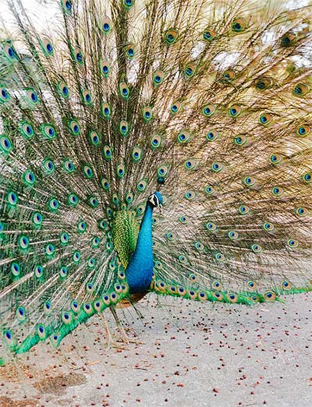 Theo bác sĩ thú y Don J. Harris, triệt sản không là giảm sức hút của công đực