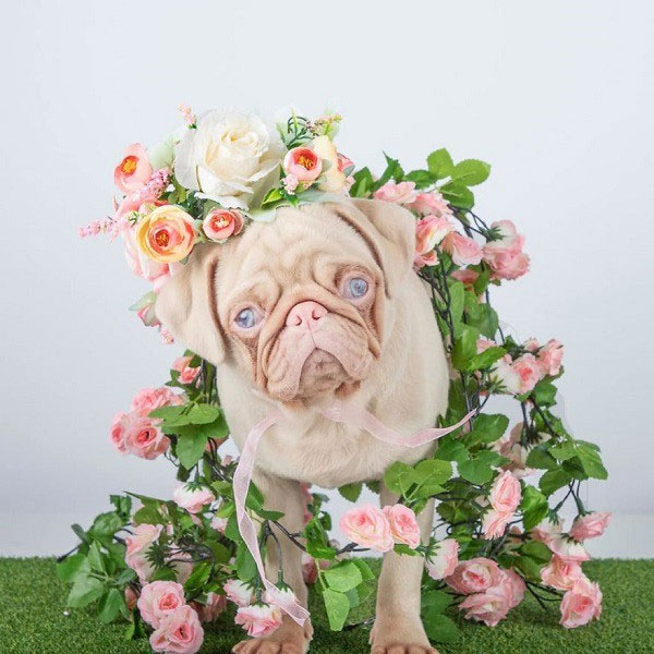 cho-co-long-mau-hong-10