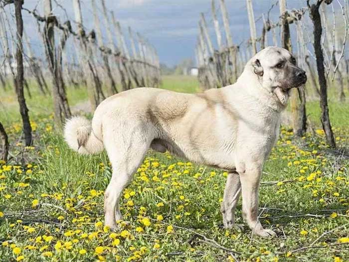 cho-kangal-1 Chó Kangal vẫn có thể chạy với vận tốc 50km/h