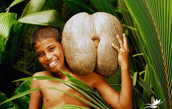 Phát minh mới này còn đưa ra giả thuyết tại sao hạt giống của loại dừa này lại lớn đến như vậy. Khám phá bí mật của loại hạt lớn nhất thế giới