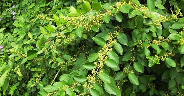 Loại cây là “dược liệu vàng” giúp kiểm soát đường huyết, hạ huyết áp hiệu quả