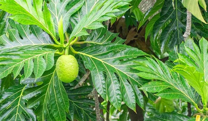 Các bộ phận cây sa kê đều mang lại lợi ích sức khoẻ