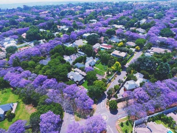 pretoria Pretoria là quê hương của loài phượng tím thường nở rộ vào cuối tháng 10.