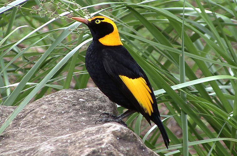 Chim sơn ca