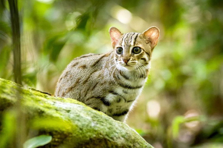 meo-dom-gi Mèo đốm gỉ (Prionailurus rubiginosus)