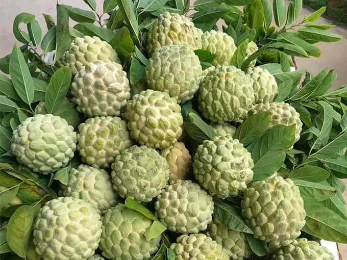 qua-na-1 Cần phải ăn đúng cách để đạt lợi ích tối đa đặt tránh những tác dụng không mong muốn.