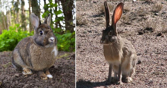 rabbit-and-hare Rabbit và Hare