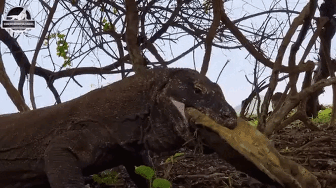 rong-komodo-an-thit-rua Mai rùa rất cứng, nhưng không làm khó được con rồng Komodo háu đói.