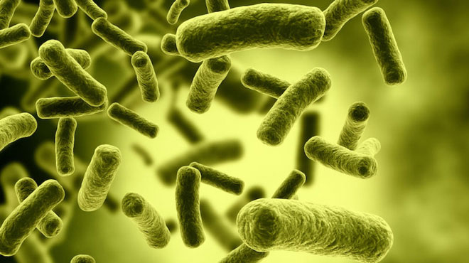 vi-khuan-clostridium-botulinum Vi khuẩn Clostridium botulinum chụp dưới kính hiển vi màu.