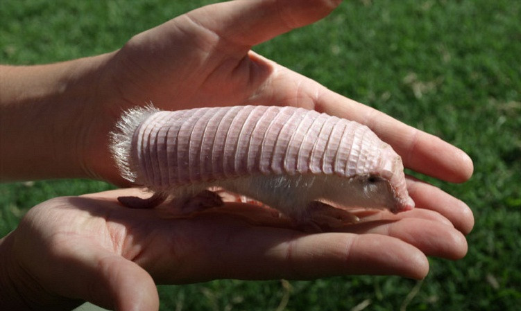 armadillo Armadillo màu hồng có kích thước rất nhỏ, chỉ dài 15cm hoặc hơn một chút.