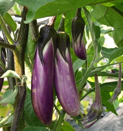catim1 Cà tím chứa nhiều chất chống ung thư.