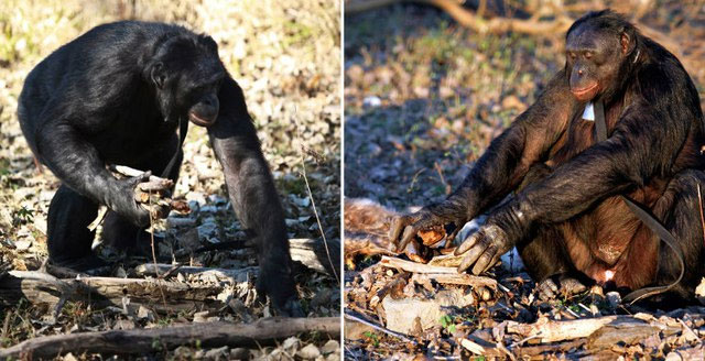 Kanzi lượm củi nhóm bếp Tinh tinh Kanzi lượm củi nhóm bếp