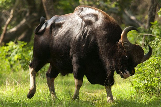 bo-tot-dong-nam-a-1 Bò tót Đông Nam Á là loài bò mang nhiều đặc tính quý hiếm.