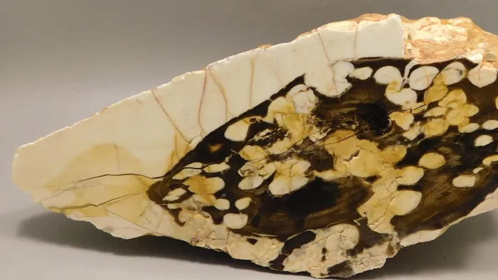 Gỗ đậu phộng (Peanut Wood)