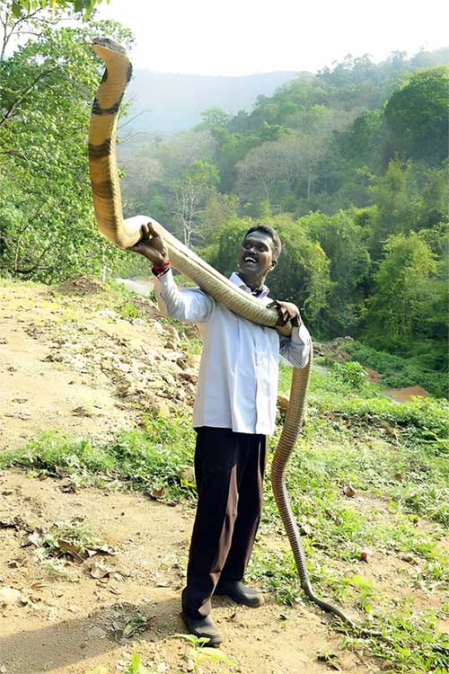 ran-ho-mang-chua Rắn hổ mang chúa được phân bố rộng rãi ở châu Á.