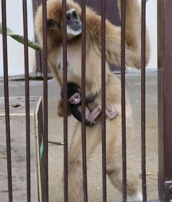 vuon-cai-tu-mang-thai Vượn Momo cùng con